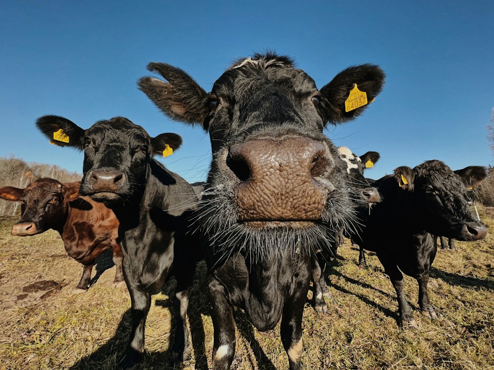Curious cattle in a pasture