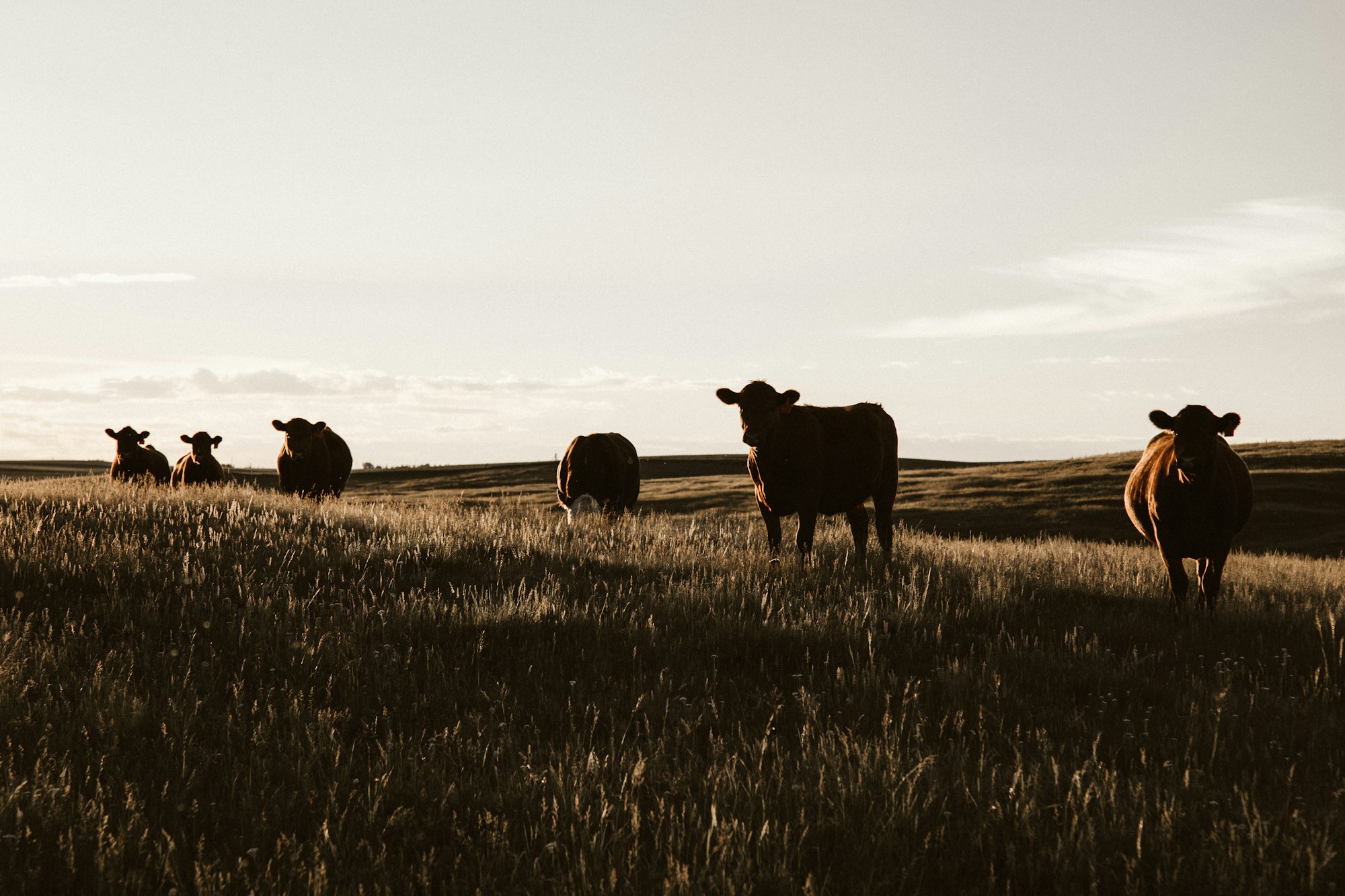 Cattle grazing on the prairie at sunset